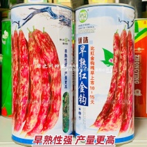 早熟红金钩豆角种子无筋无柴八月忙鼓豆四季豆种黄金勾油豆角