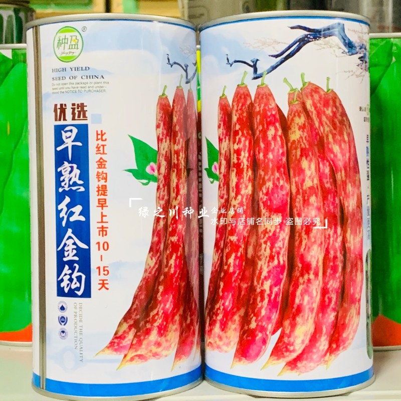 早熟红金钩豆角种子无筋无柴八月忙鼓豆四季豆种黄金勾油豆角