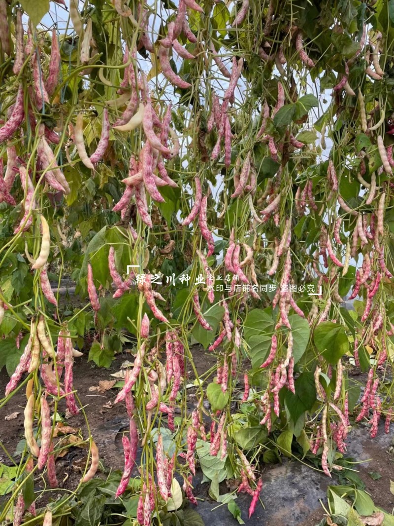 早熟红金钩豆角种子无筋无柴八月忙鼓豆四季豆种黄金勾油豆角