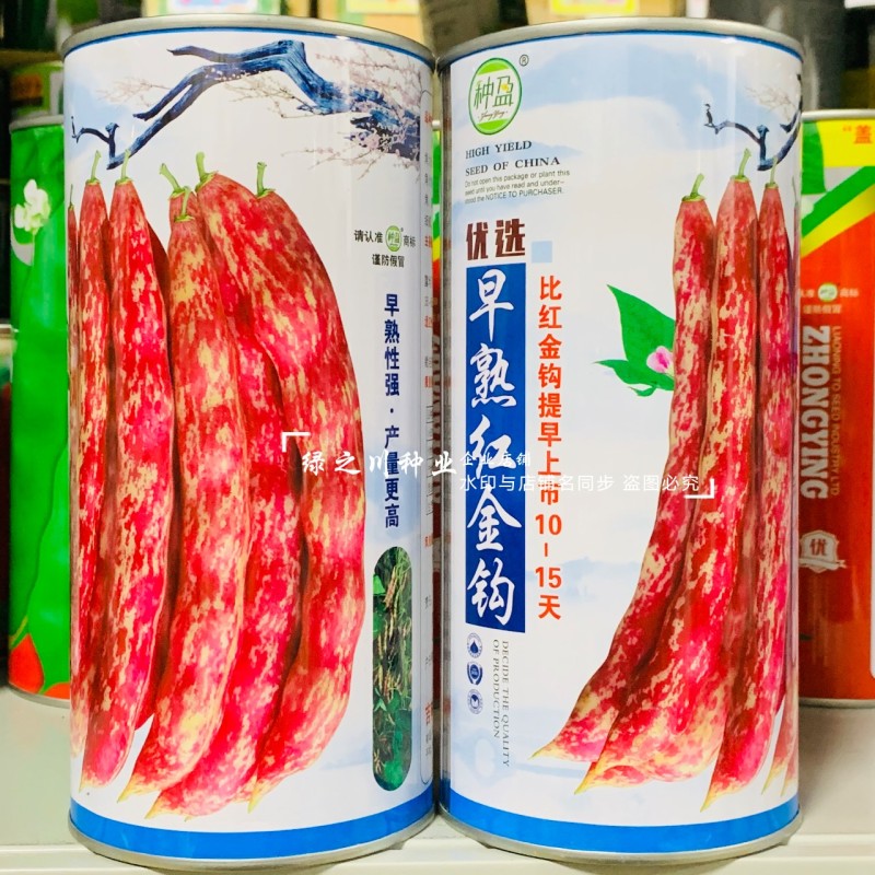 早熟红金钩豆角种子无筋无柴八月忙鼓豆四季豆种黄金勾油豆角