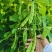东北油豆角种子将军一点红油豆种子清香肉厚无纤维架豆种子