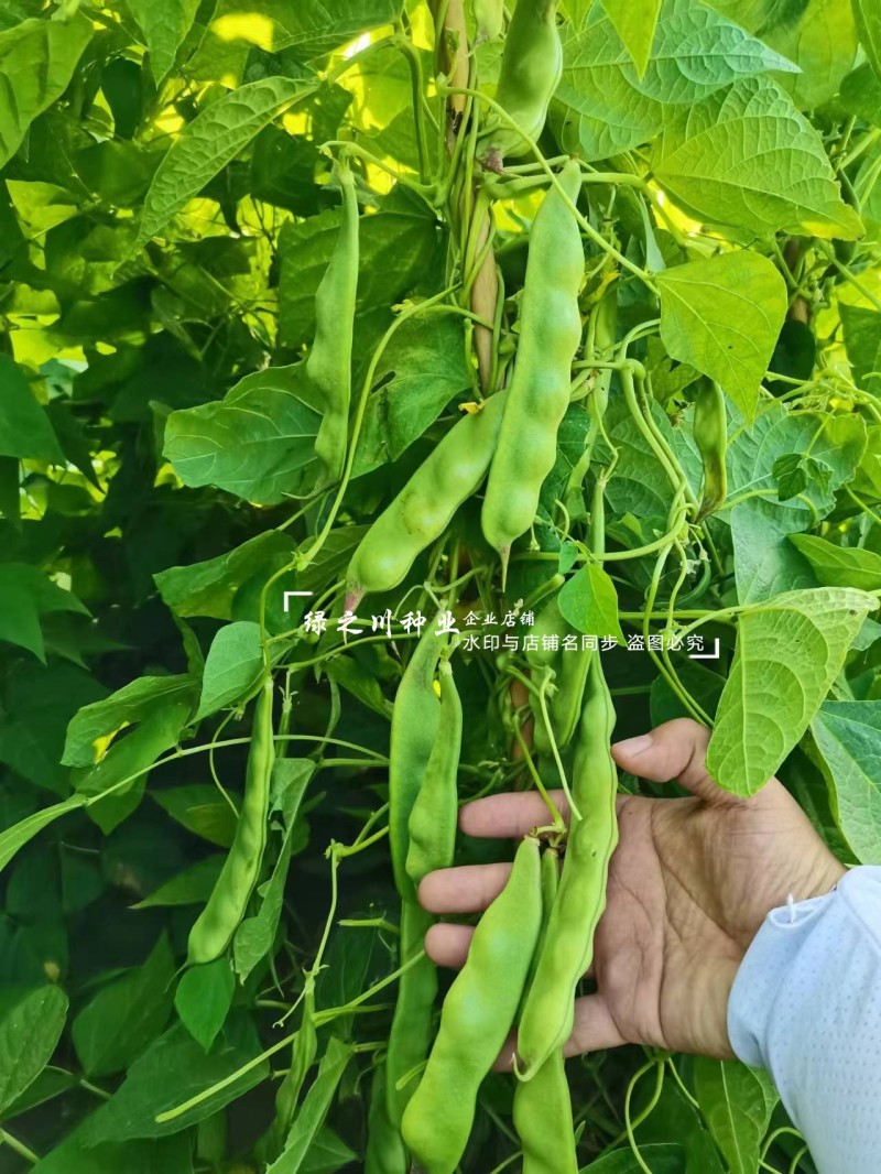 东北油豆角种子将军一点红油豆种子清香肉厚无纤维架豆种子