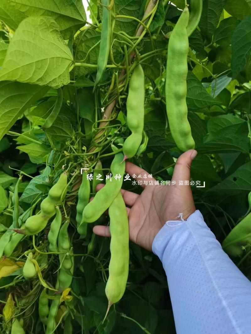 东北油豆角种子将军一点红油豆种子清香肉厚无纤维架豆种子
