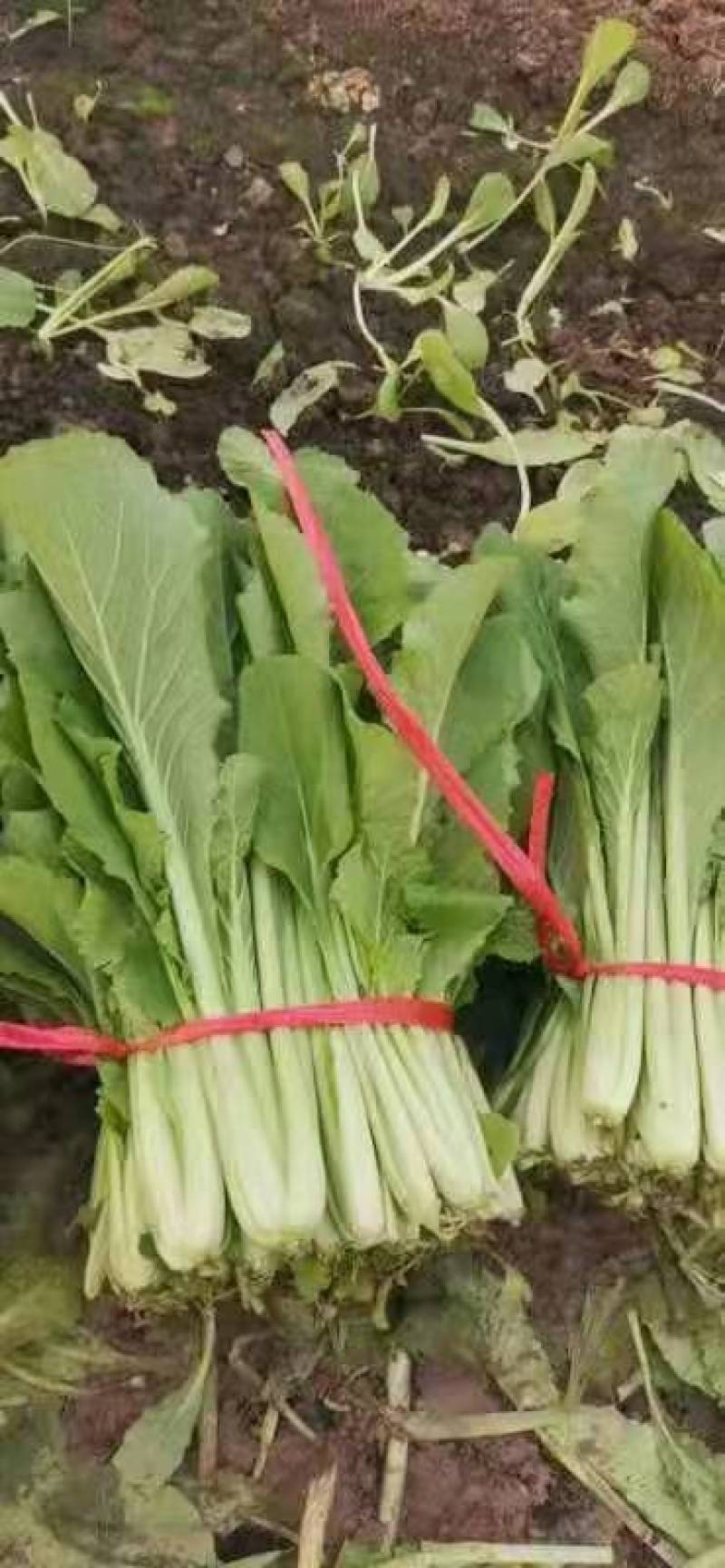 精品小白菜，产地直销，全国发车，欢迎新老顾客前来选购。