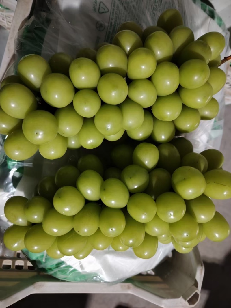 阳光玫瑰
