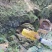 正宗大山野生蜂蜜百花蜜质量保证长期有货可视频看货