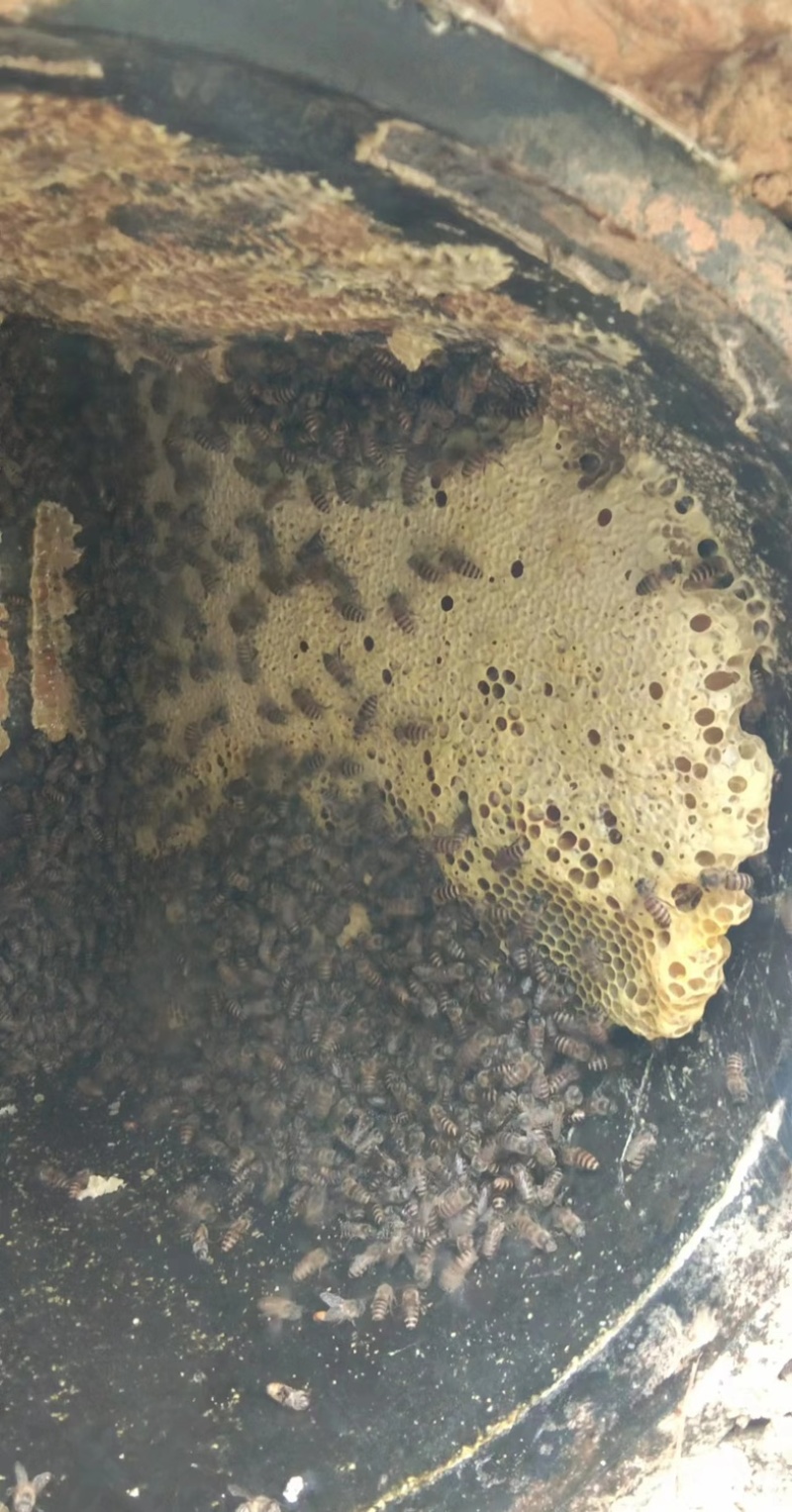 正宗大山野生蜂蜜百花蜜质量保证长期有货可视频看货