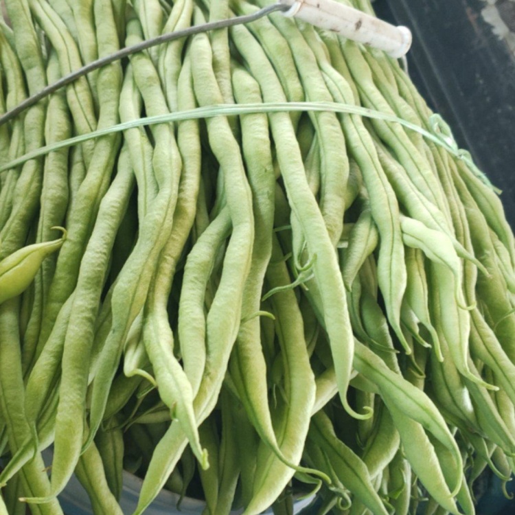 [豆角批发]精品龙豆，产地直发，一手货源，诚信交易，视频看货价格1.50元/斤 - 一亩田
