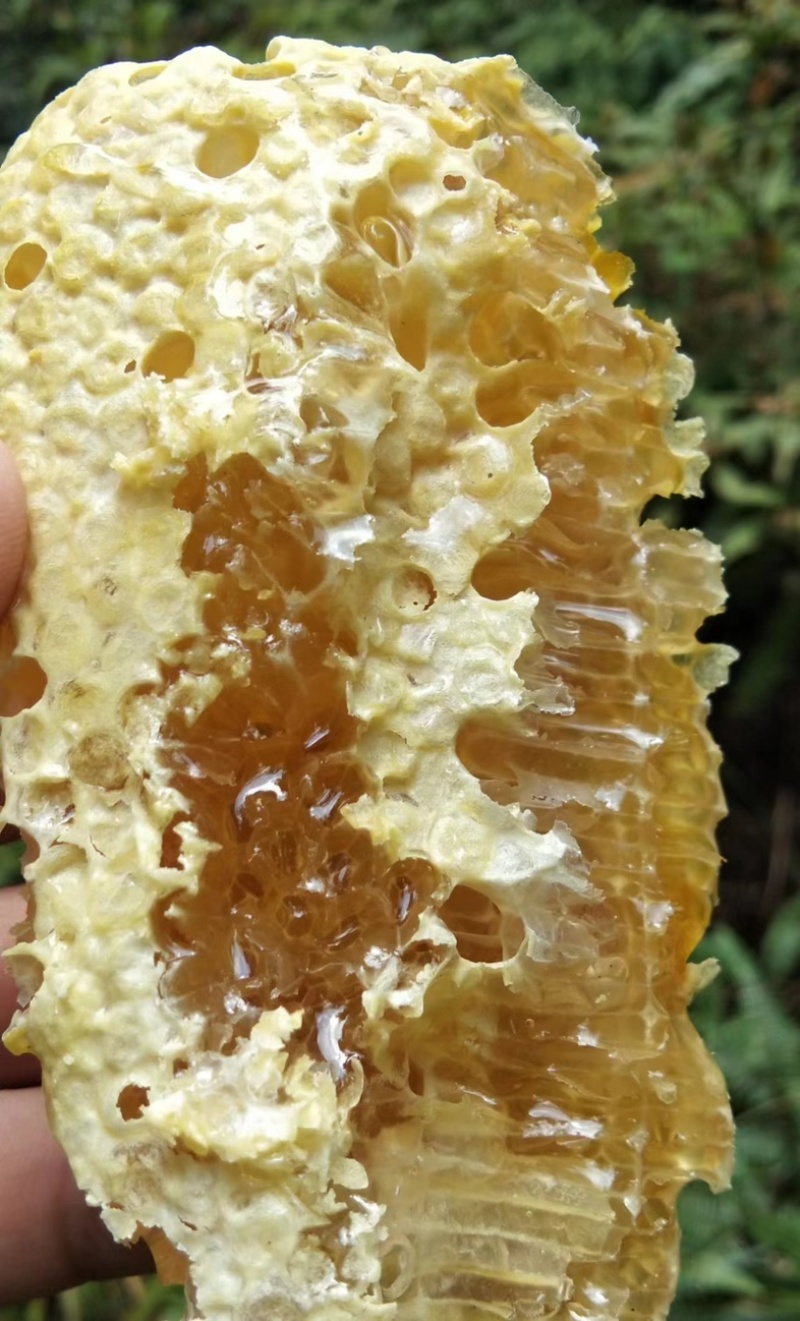 深山野生蜂蜜正宗百花蜜质量保证优质蜂蜜欢迎来电