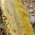 深山野生蜂蜜正宗百花蜜质量保证优质蜂蜜欢迎来电