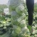 【热卖】精品甘蓝，品类齐全，价格合理，产地一手货