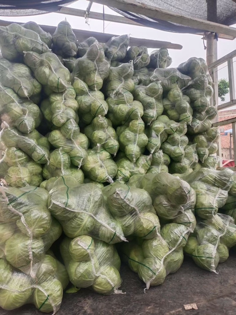 【热卖】精品甘蓝，品类齐全，价格合理，产地一手货