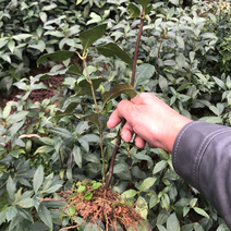 草珊瑚两年苗，一颗多枝，林下药材种植九节茶苗