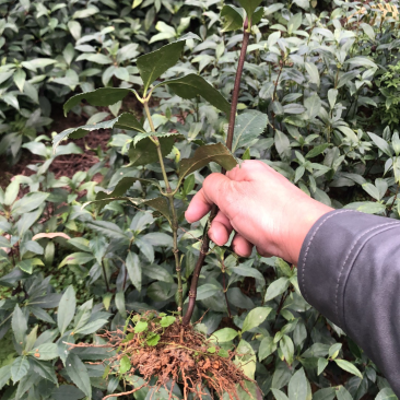 草珊瑚两年苗，一颗多枝，林下药材种植九节茶苗