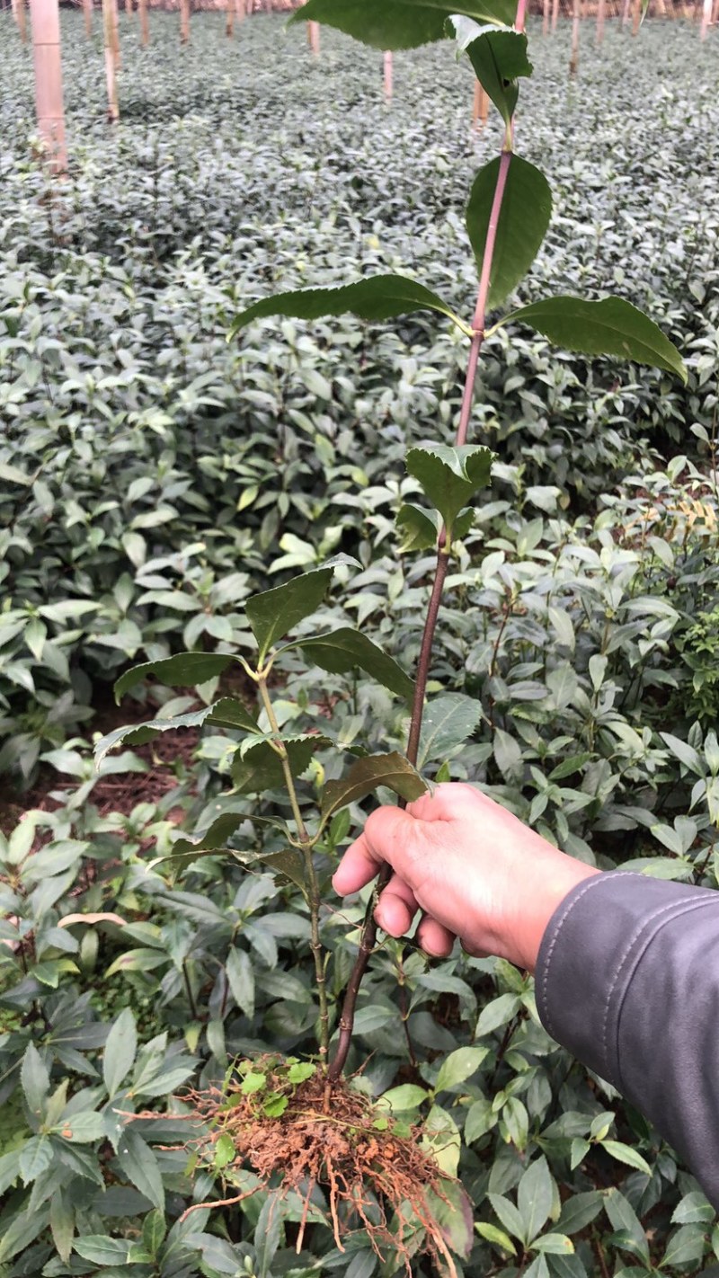 草珊瑚两年苗，一颗多枝，林下药材种植九节茶苗