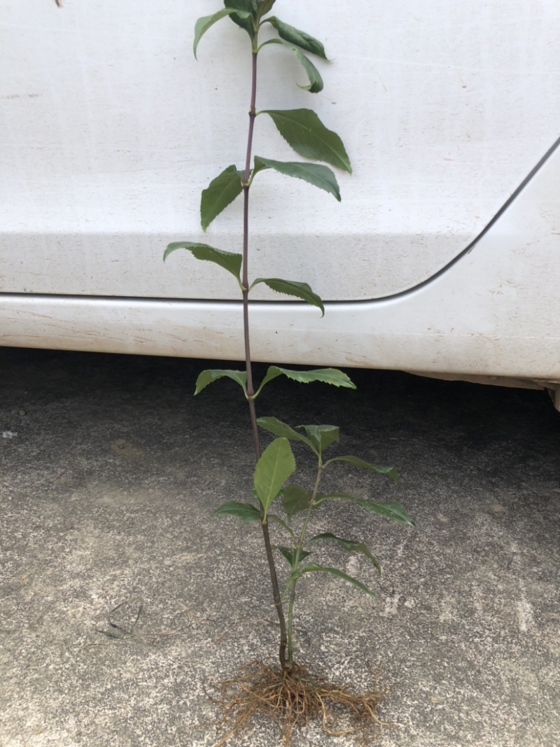 草珊瑚两年苗，一颗多枝，林下药材种植九节茶苗