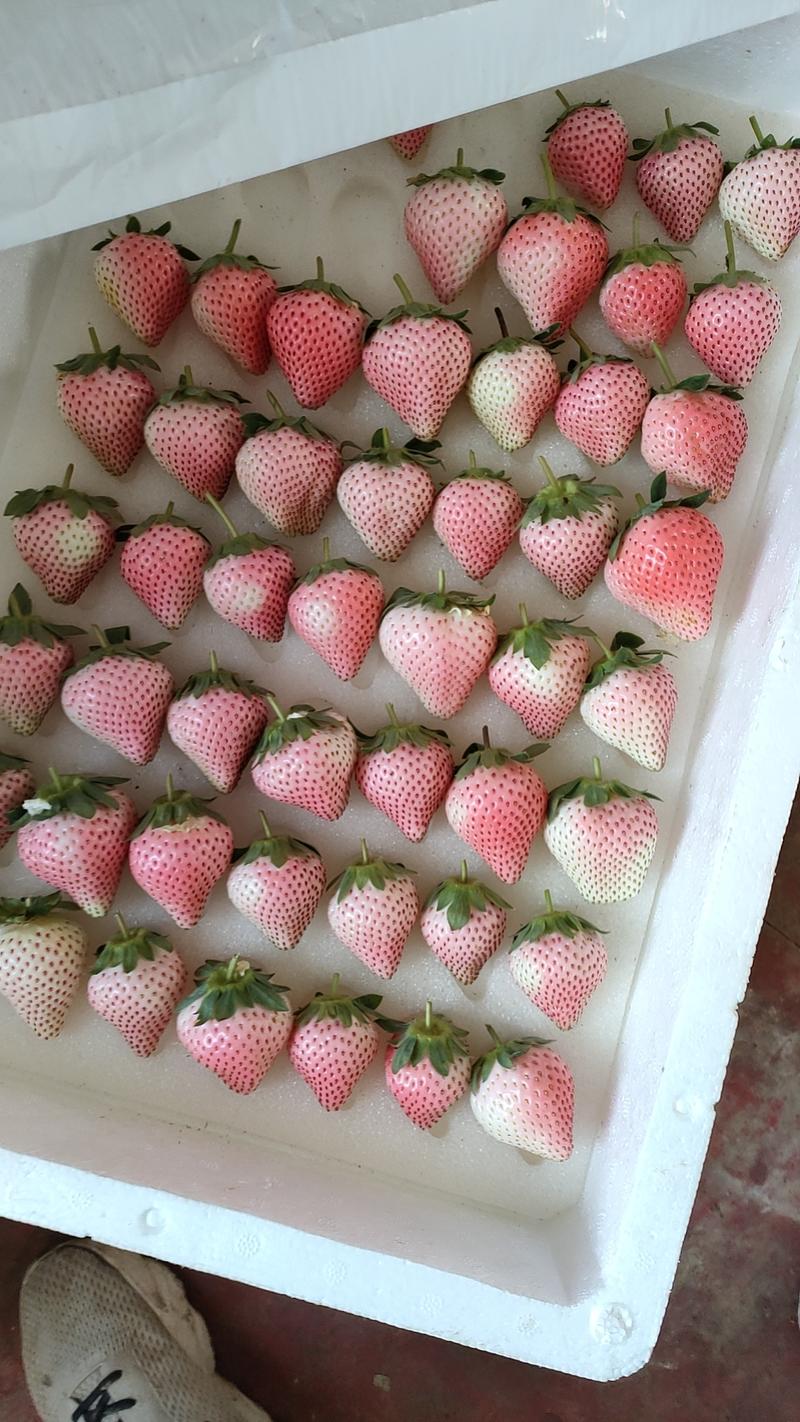 粉玉草莓种植基地“”直供团购超市档口预定拉货