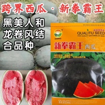 新拳霸王西瓜种子黑美人龙卷风改良黑灰皮抗重茬大红瓤西瓜种
