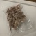 阿根廷鱿鱼