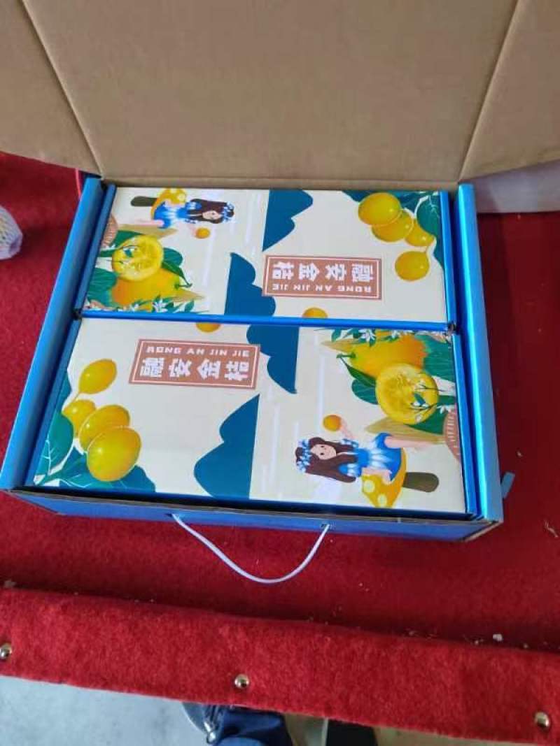 【精品果】融安金桔脆蜜金柑，大量供应，价格实惠，现摘现发