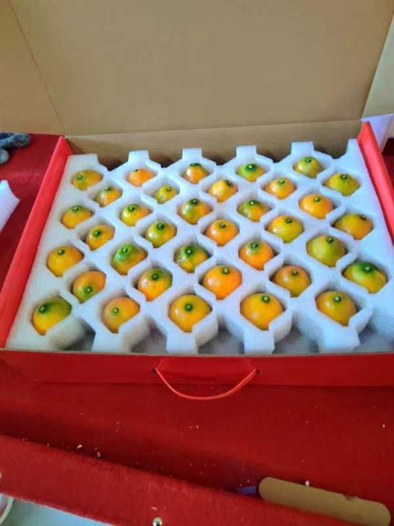 【精品果】融安金桔脆蜜金柑，大量供应，价格实惠，现摘现发