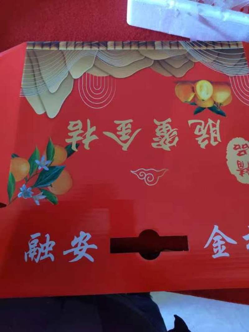 【精品果】融安金桔脆蜜金柑，大量供应，价格实惠，现摘现发