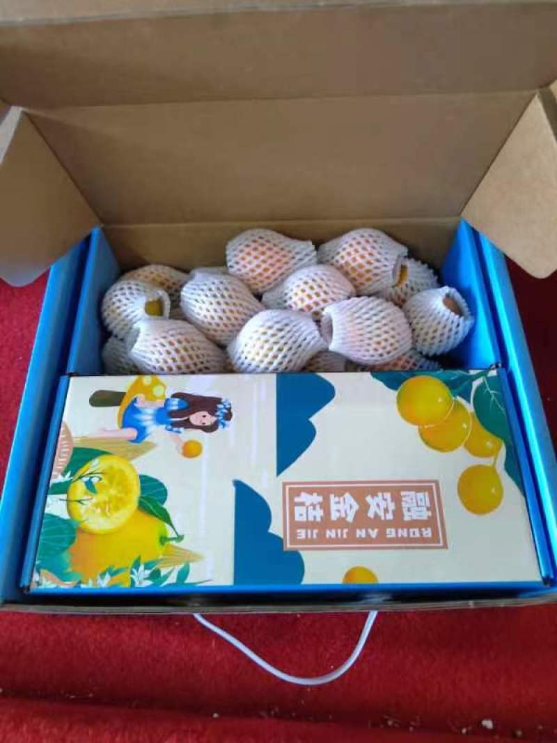 【精品果】融安金桔脆蜜金柑，大量供应，价格实惠，现摘现发