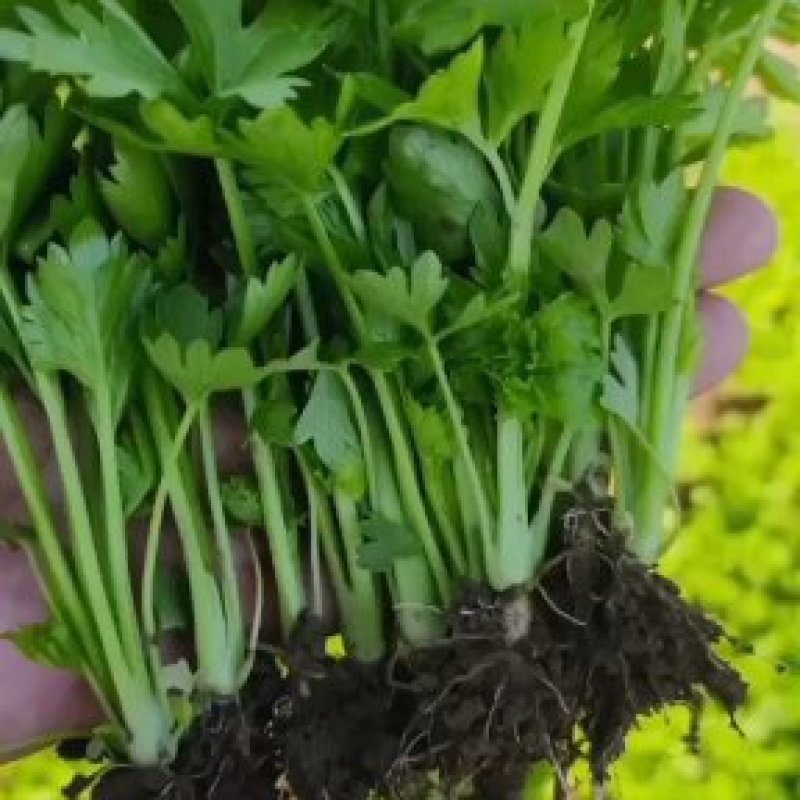 皇后