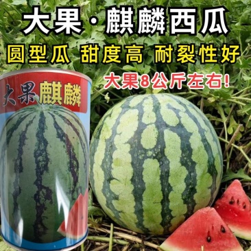 大果麒麟西瓜种子超甜冰糖耐裂红瓤超8424露地京欣圆西瓜