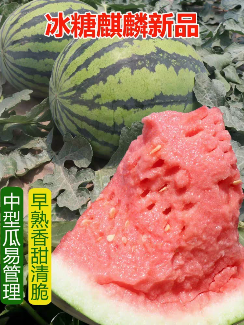 大果麒麟西瓜种子超甜冰糖耐裂红瓤超8424露地京欣圆西瓜