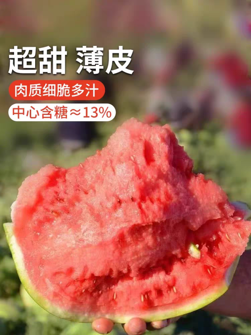 大果麒麟西瓜种子超甜冰糖耐裂红瓤超8424露地京欣圆西瓜