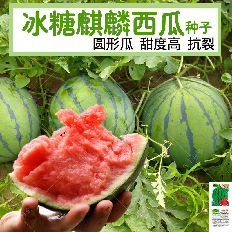 大果麒麟西瓜种子超甜冰糖耐裂红瓤超8424露地京欣圆西瓜