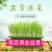 河北省南宫市黄韭盆景南宫特产