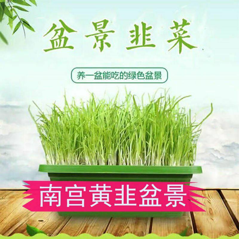 河北省南宫市黄韭盆景南宫特产