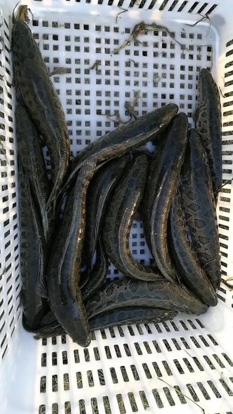【精品】微山黑鱼个头大货源充足品质保证可长期合作欢迎来电