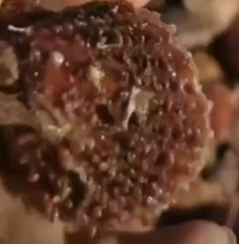 大家好，我是山东日照码头刺扇贝批发地，一手货源，支持电商