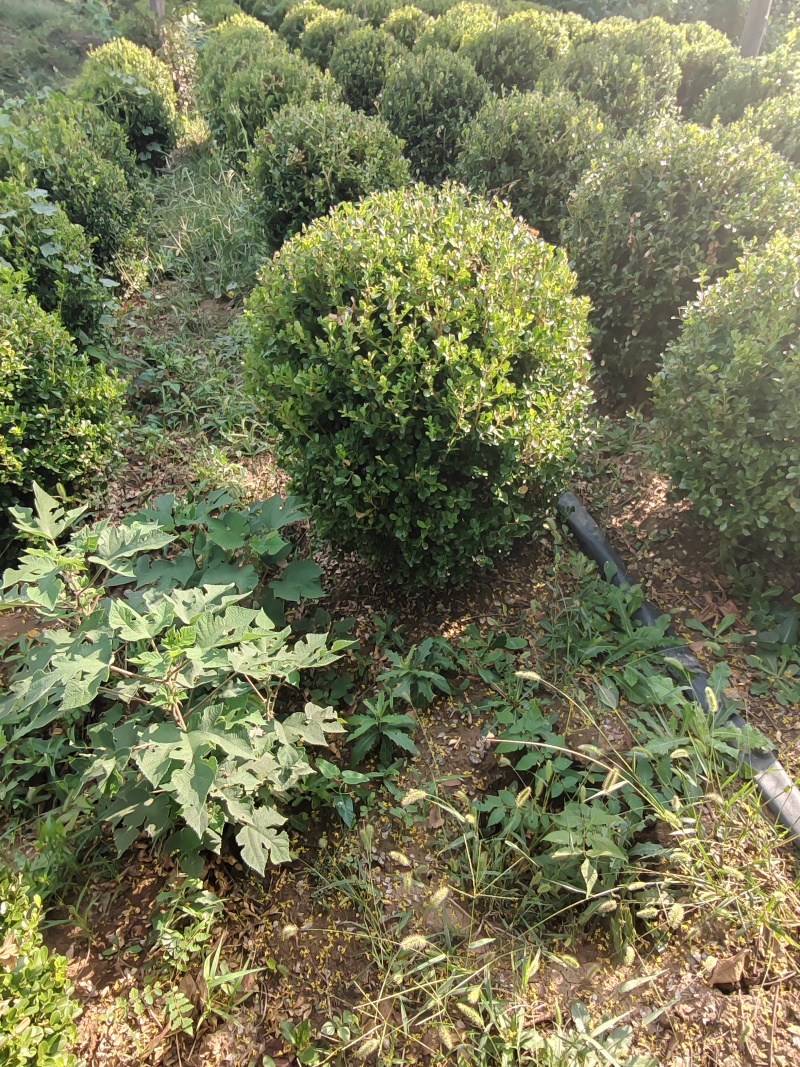 精品小叶黄杨球50—2米黄杨-瓜子黄杨宿迁黄杨