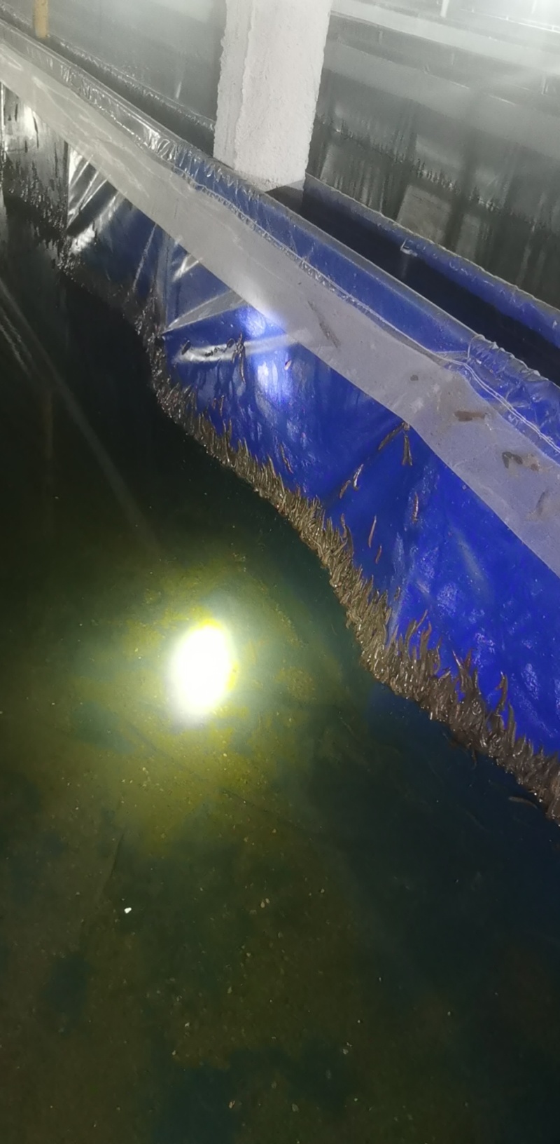 江苏水蛭苗，苏南青年苗原产地直发上门包技术包产量