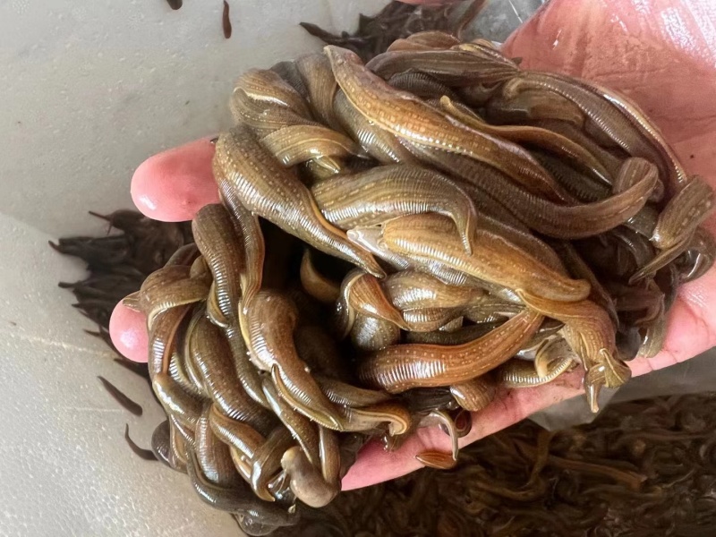 江苏水蛭苗，苏南青年苗原产地直发上门包技术包产量