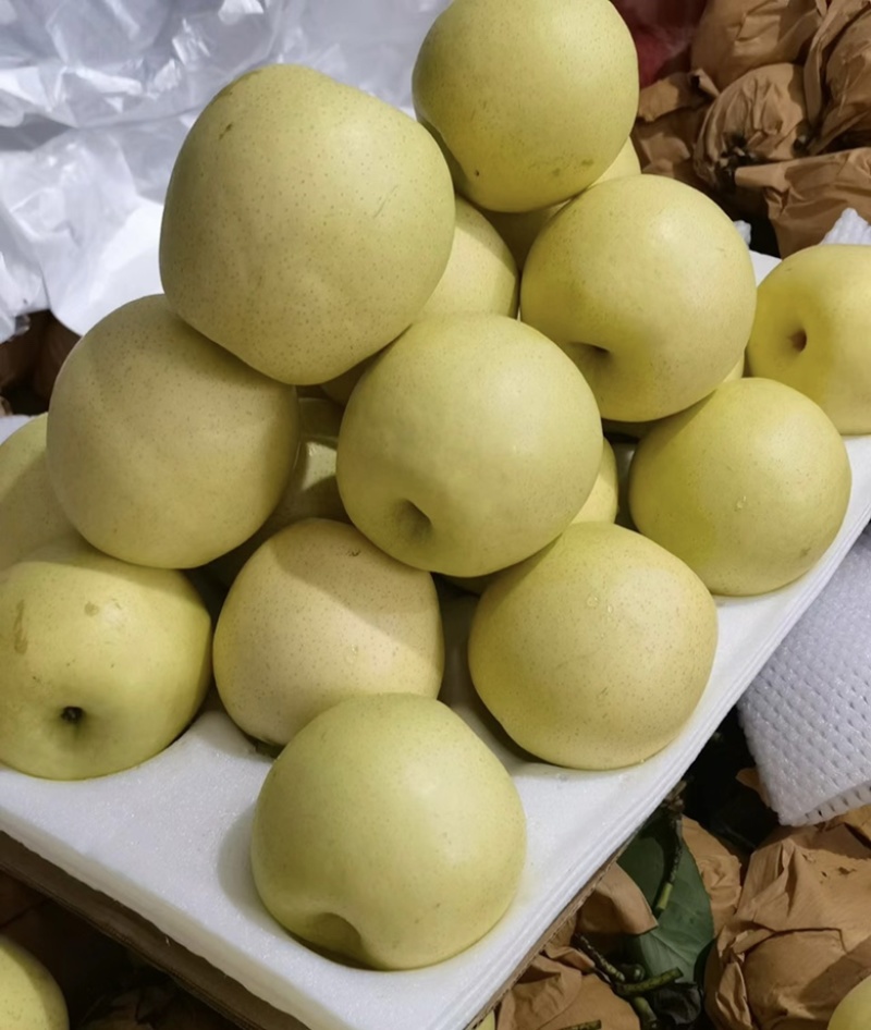 【河北精品皇冠梨】皮薄多汁基地直发货源充足欢迎下单