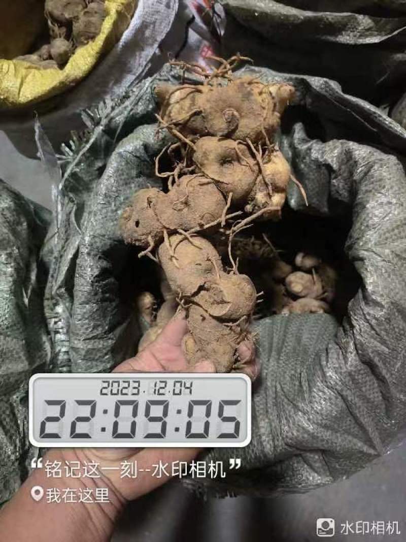 黄精野生黄精批发全国包发货需要黄精直接下单就可以