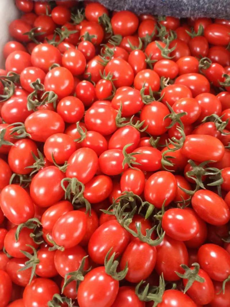 青岛平度釜山88玲珑圣女果大量供货新鲜采摘分拣打包一条龙