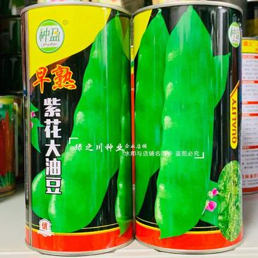 东北油豆角新品早熟紫花大油豆种子油亮宽荚肉厚扁条架豆种子