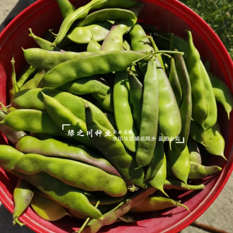 东北油豆角新品早熟紫花大油豆种子油亮宽荚肉厚扁条架豆种子