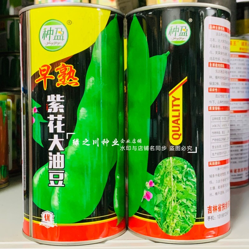 东北油豆角新品早熟紫花大油豆种子油亮宽荚肉厚扁条架豆种子