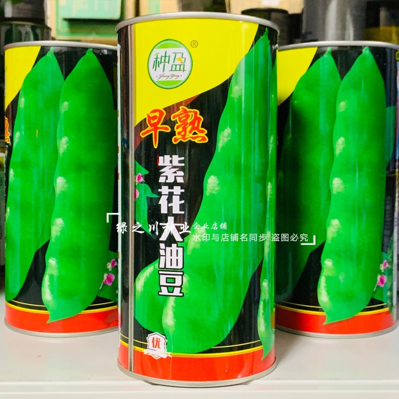 东北油豆角新品早熟紫花大油豆种子油亮宽荚肉厚扁条架豆种子