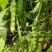 东北油豆角新品早熟紫花大油豆种子油亮宽荚肉厚扁条架豆种子