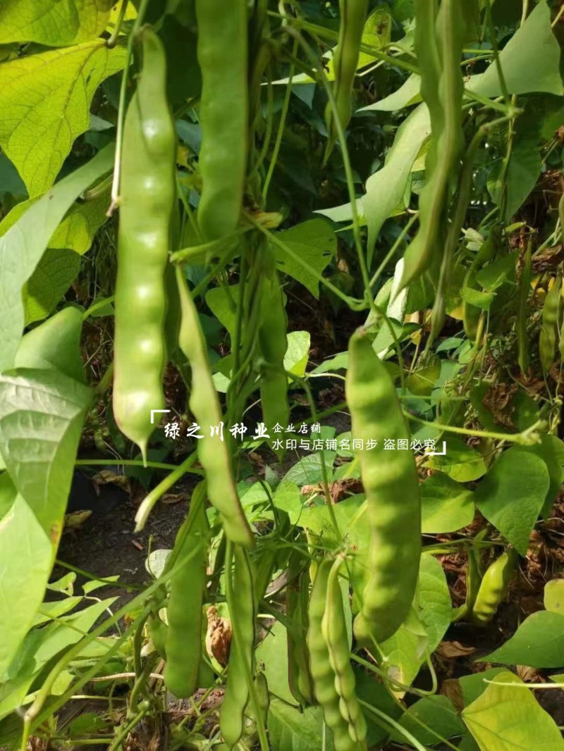 东北油豆角新品早熟紫花大油豆种子油亮宽荚肉厚扁条架豆种子