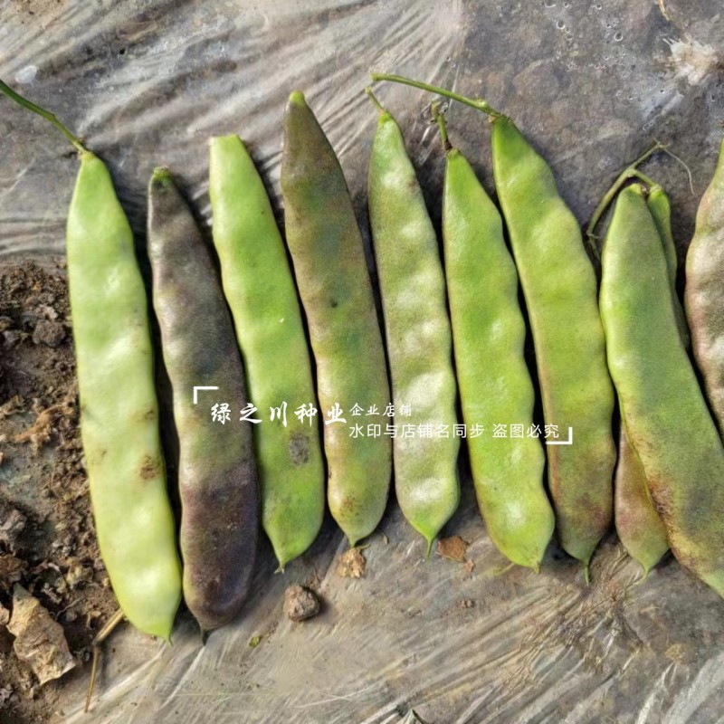 东北油豆角新品早熟紫花大油豆种子油亮宽荚肉厚扁条架豆种子