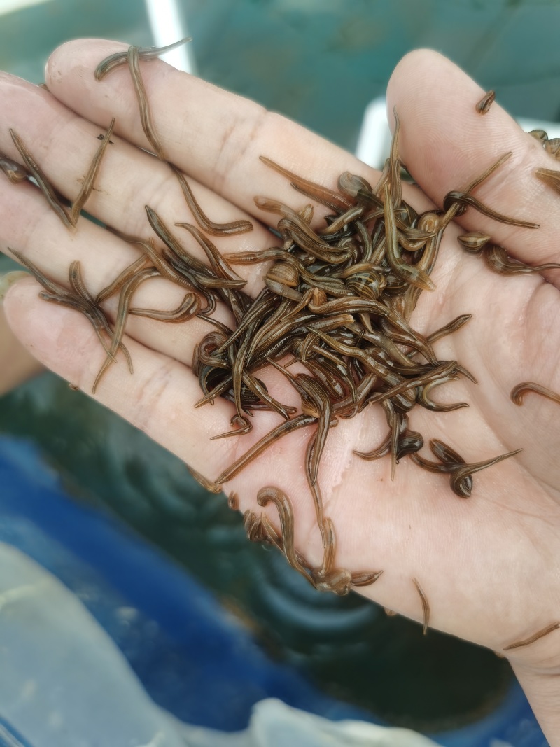 启东水蛭苗原厂地一手货源包苗种真宗苏南苗